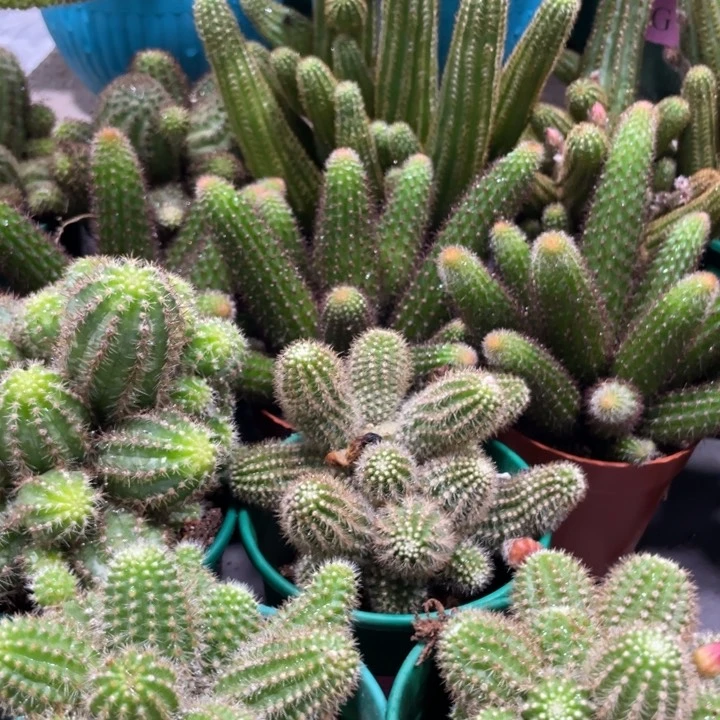 群生多头白檀吕根岛火焰一杯