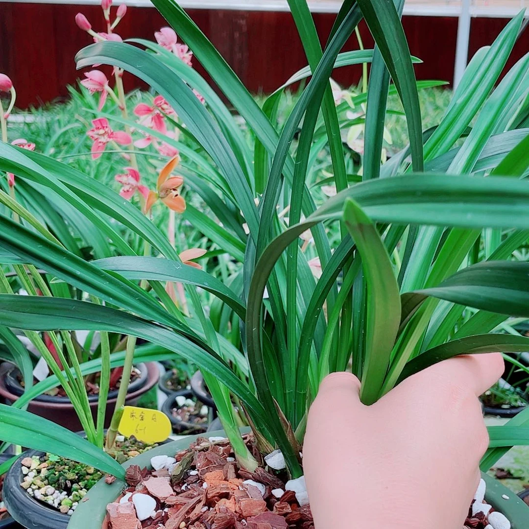 *****完全开放一物一拍漂亮开花