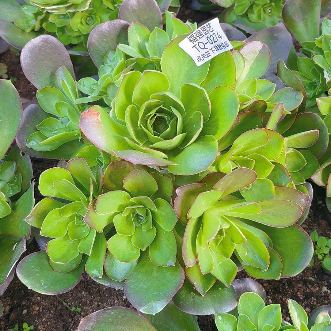 魅金多肉植物一号274
