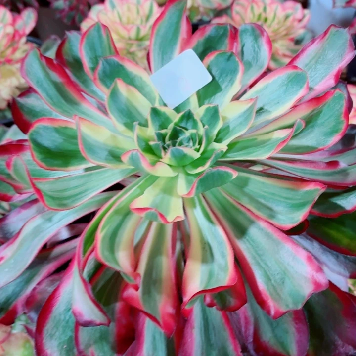 云南红魔女好看9号