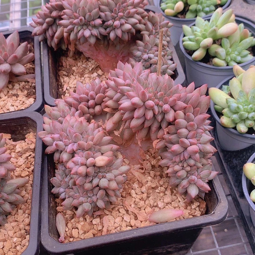 车厘子缀化1号34678990000000