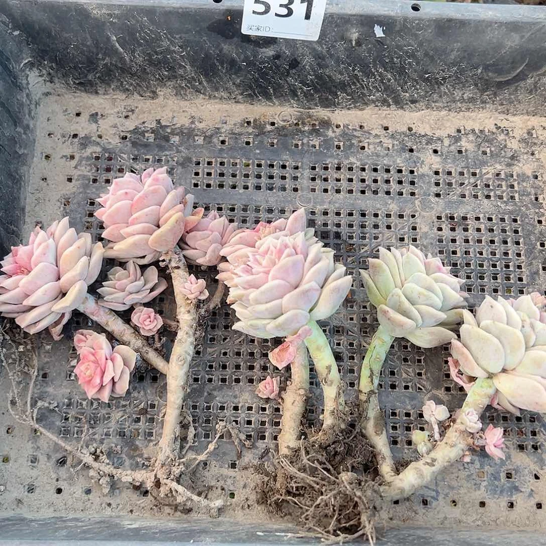 牛*姐可爱玫瑰3颗