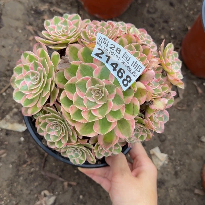 21468云和多肉植物