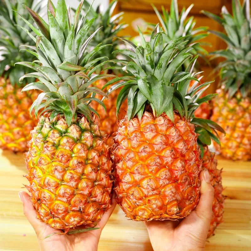 【六妈优选】凤梨 香甜水润多汁1件4.5斤起辽宁发货