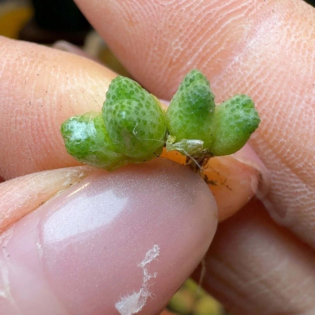 589两颗福利出花猫斑马