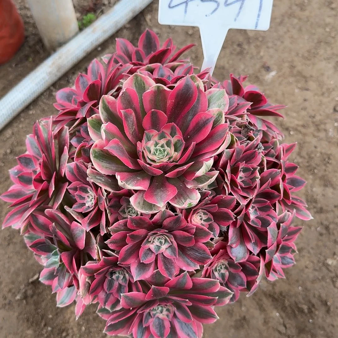 4541女妖多肉法师多肉法师