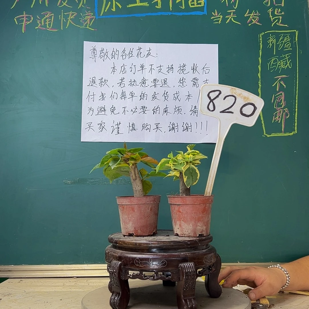 当前无花栽培后可以开花印度画报掌中宝 盲盒掌中宝 820