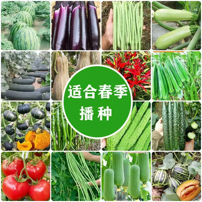 直播专用链接大粉番茄苗螺丝椒苗紫长茄苗四季蔬菜秧苗