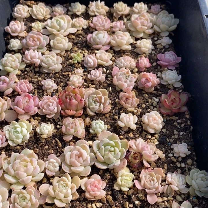 51 多肉植物盆栽花卉