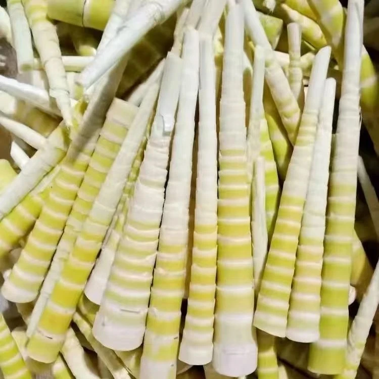 方竹笋当季现采小野笋高山新鲜竹笋脆嫩火锅串串凉拌菜食材熊猫笋