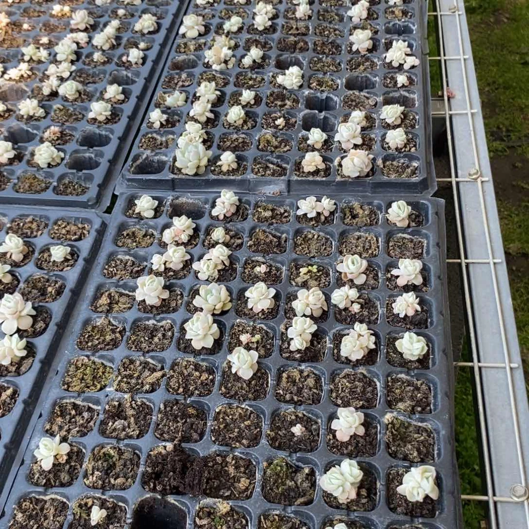 穴盘胖虎苗3颗多肉