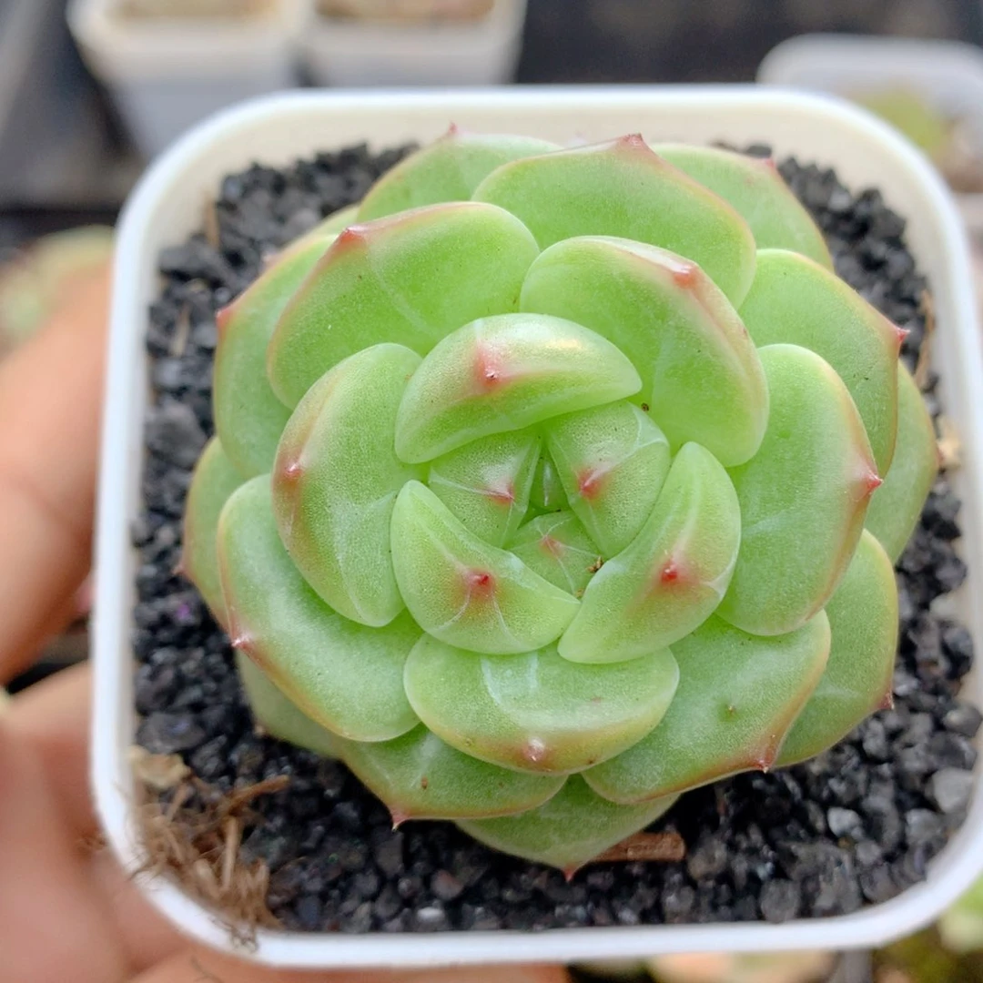 58包邮 群生不包整14