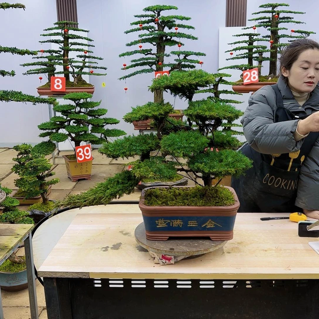 盆景直播间一物一拍