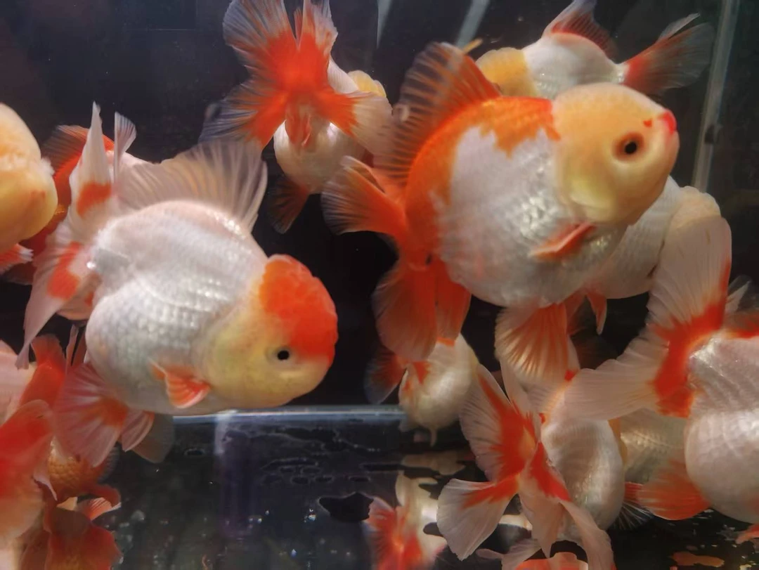 水族精品三色玛丽泰狮金鱼苗活鱼活体观赏鱼苗冷淡水好养耐活