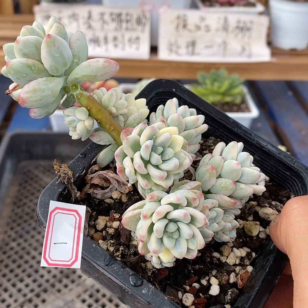 3001 劳尔锦自然群