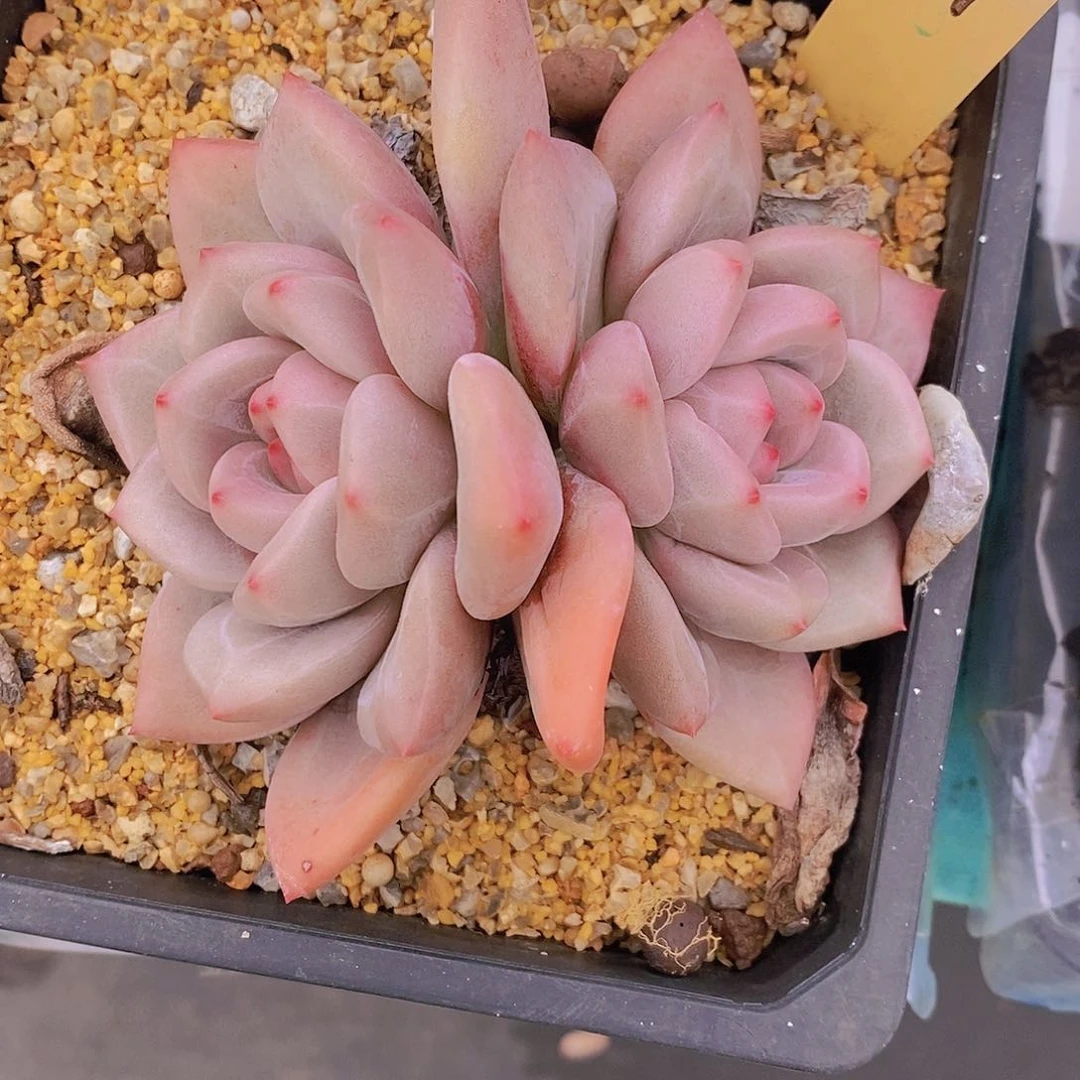 527多肉植物老桩