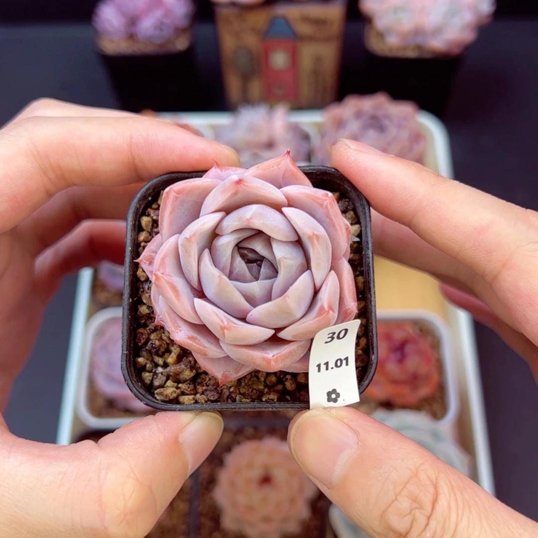 南波万30、哈哈哈哈哈