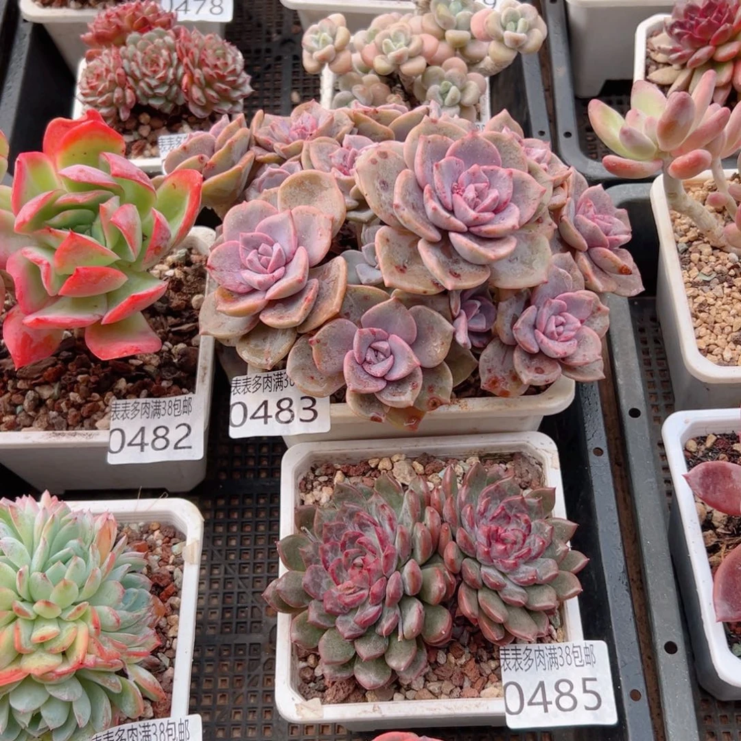 爱***笨无花朵多肉一物一拍植物0483