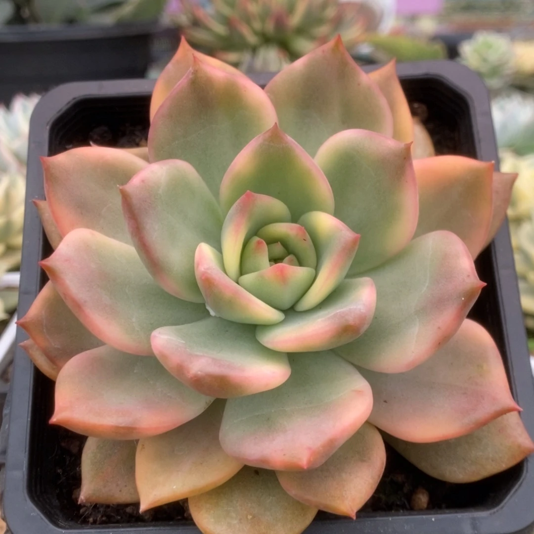 324卡玫拉锦锦锦锦锦