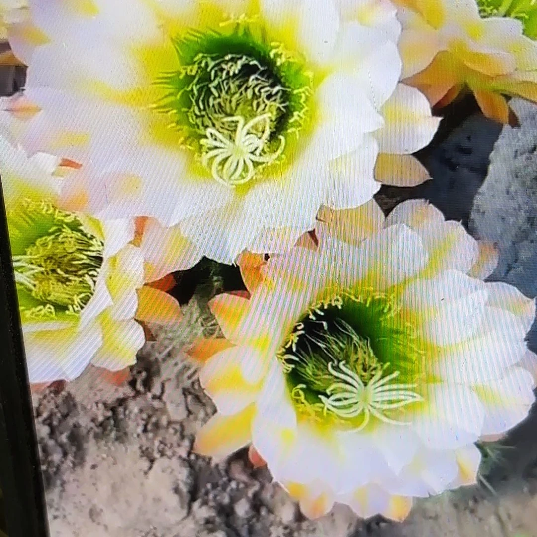 六月五毛侧牙20包邮仙人球11