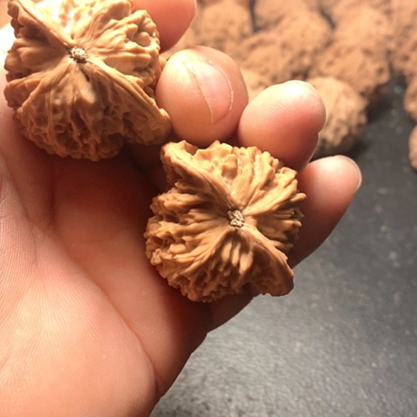 【闪购商品】朱*贝盘龙