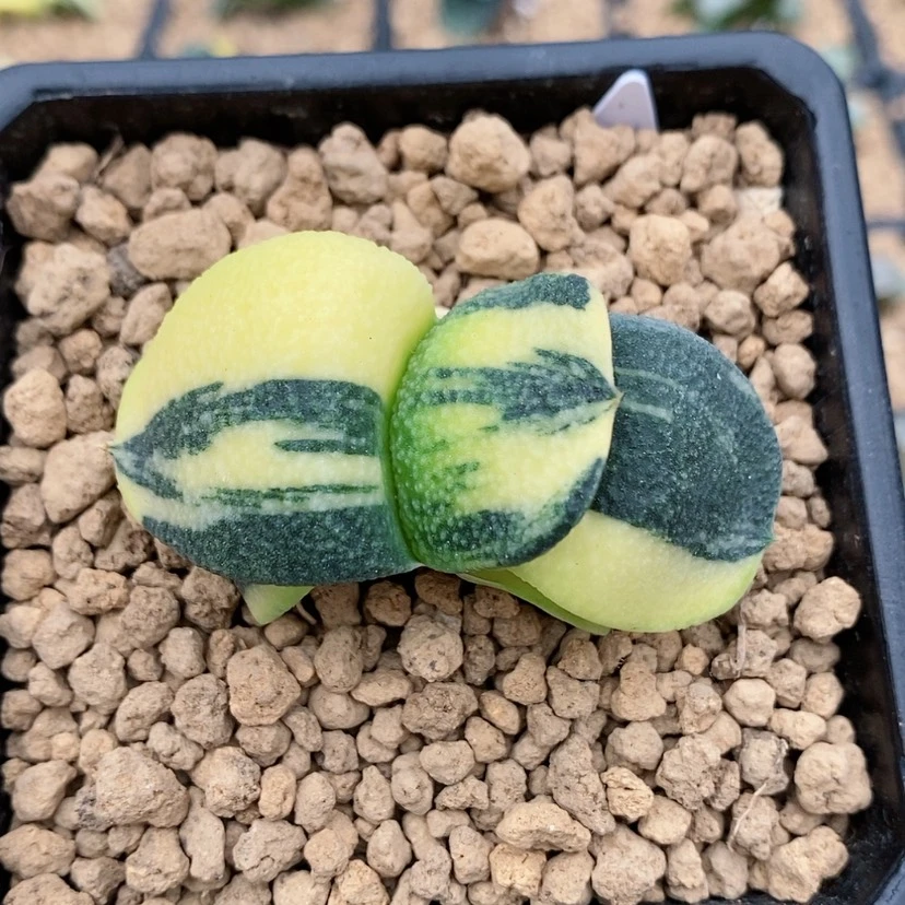 【闪购商品】卧牛锦