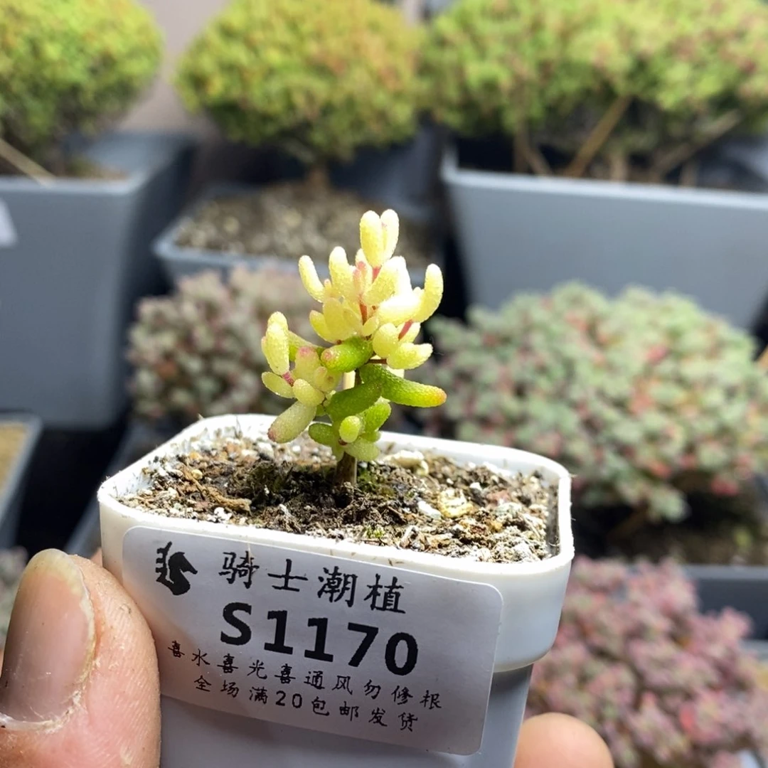 果*1170糖球粉锦假飞机猪