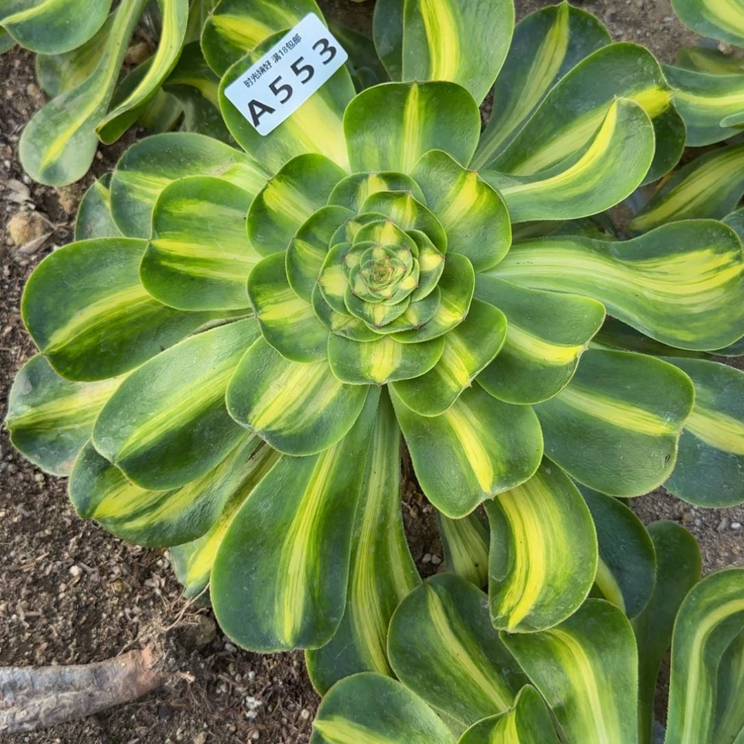 553暴君。多肉植物