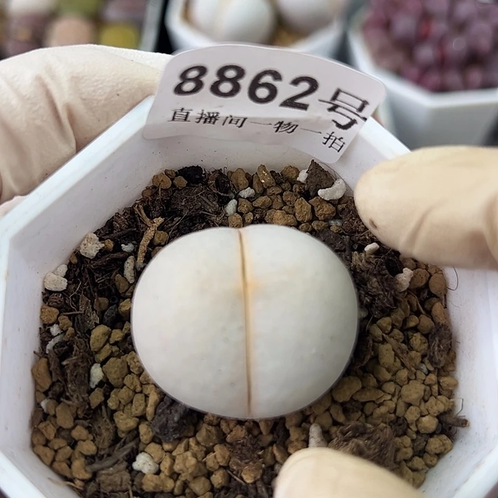 8862 好养易活生石花大母本