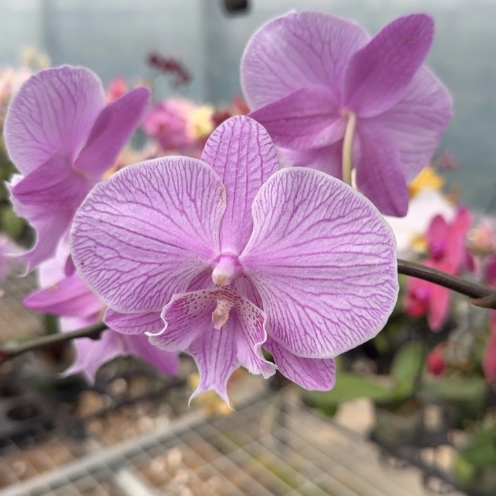 完全开放M391根系不好