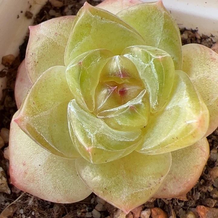 开播福利。一物一拍精品糖心，尺寸不大介意勿拍