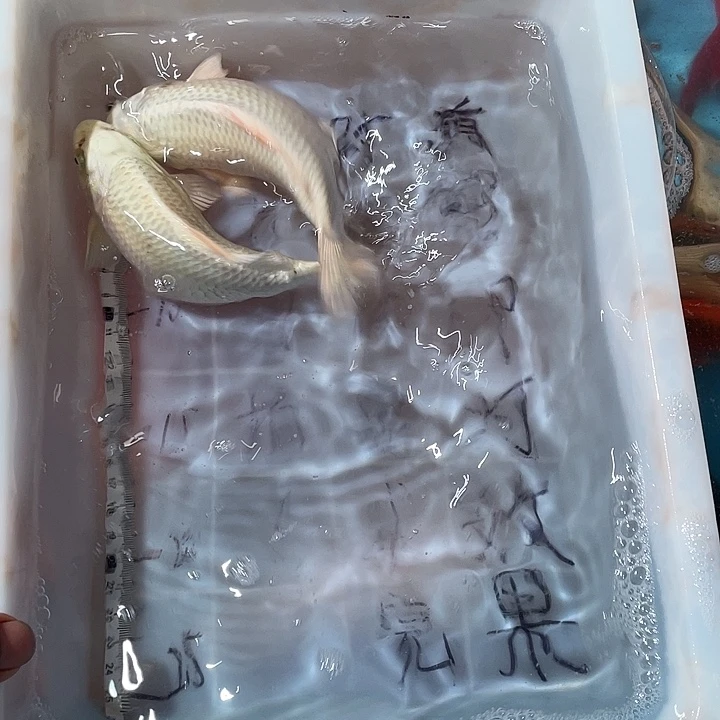蝴蝶鲤鱼渔场直发103