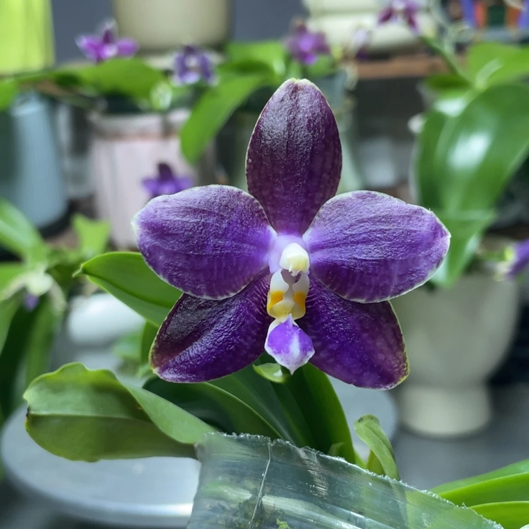 完全开放白虎交蓝豹，元旦炸