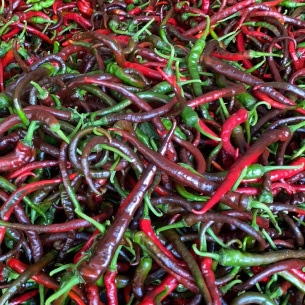 湘西高山露天种植紫红辣椒皮薄香辣