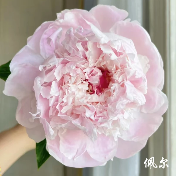 【佩尔】6加仑盆栽重瓣芍药大苗原盆原土庭院阳台地栽