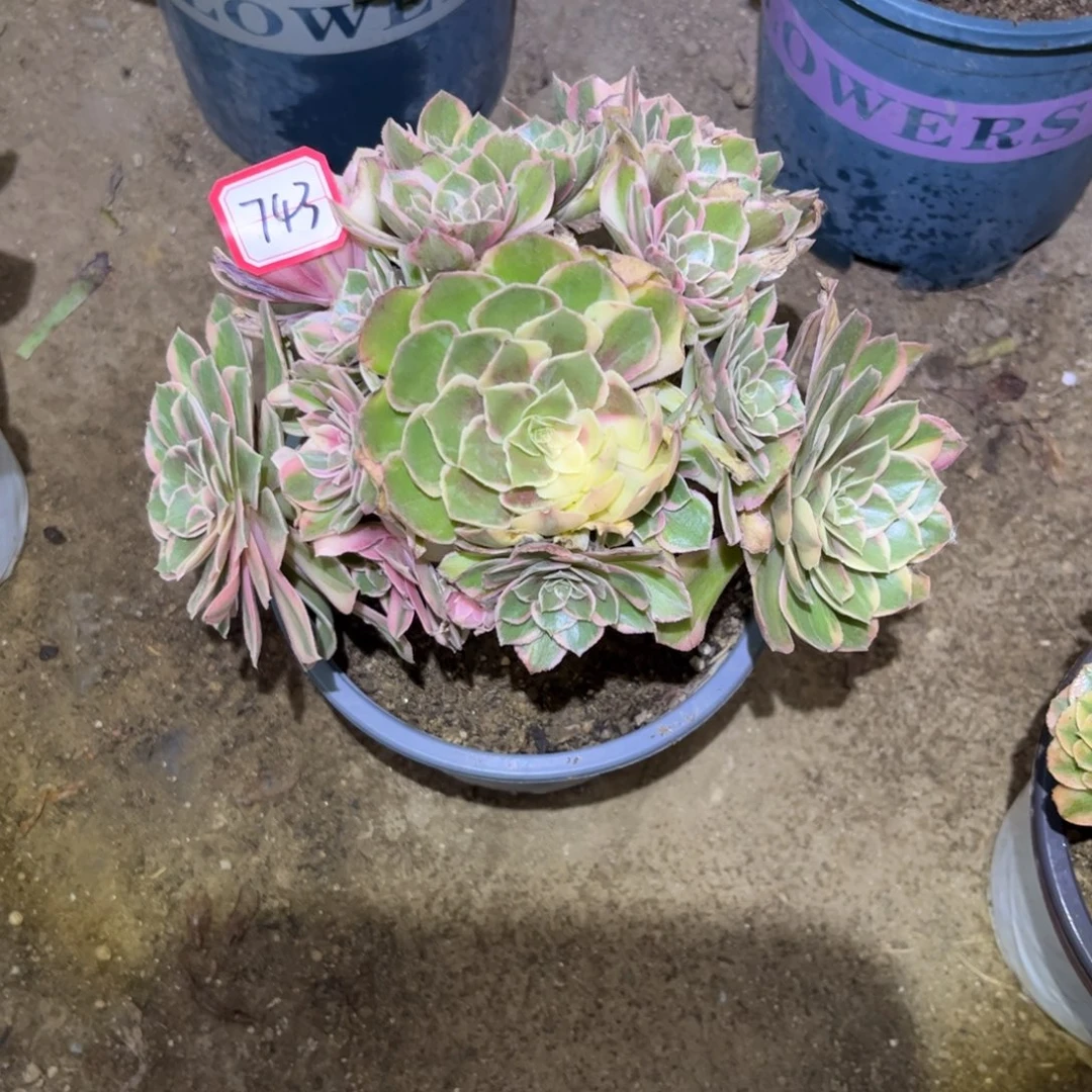 743多肉植物黑魔锦