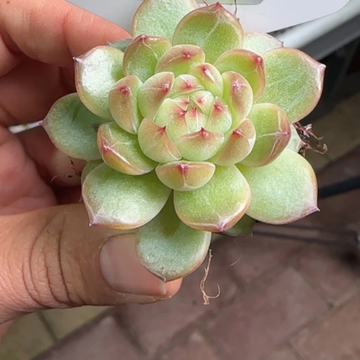 527号  优选珍妮