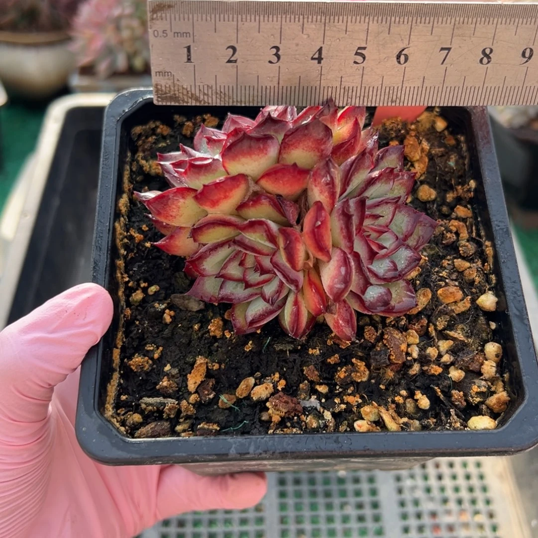表妹精品多肉植物443.