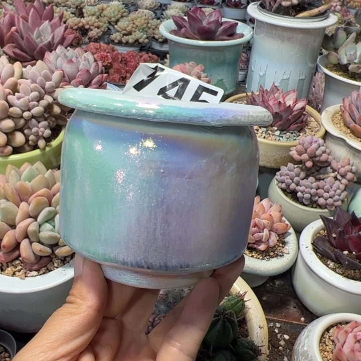 特价花盆 满50发货 内口6.5