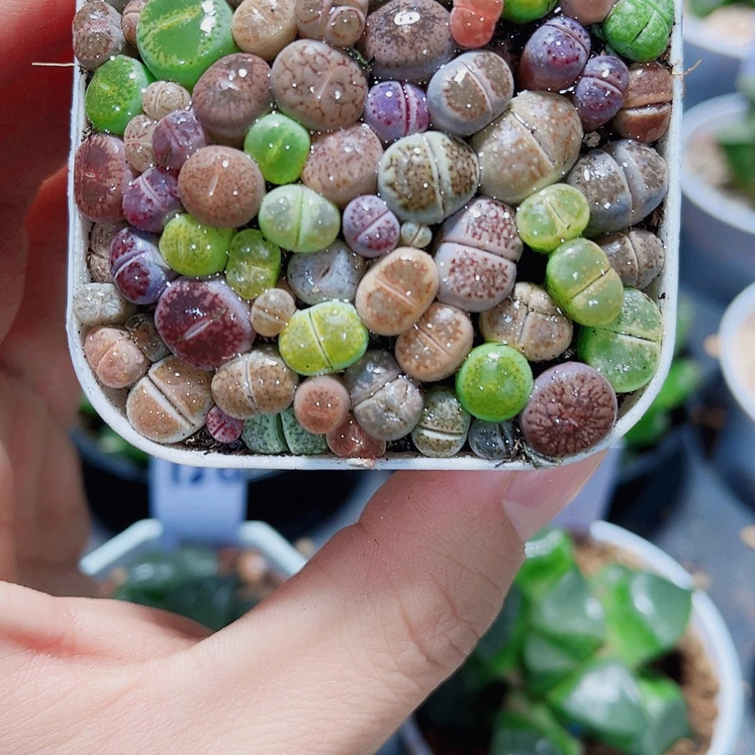 彩拼生石花新手好养的