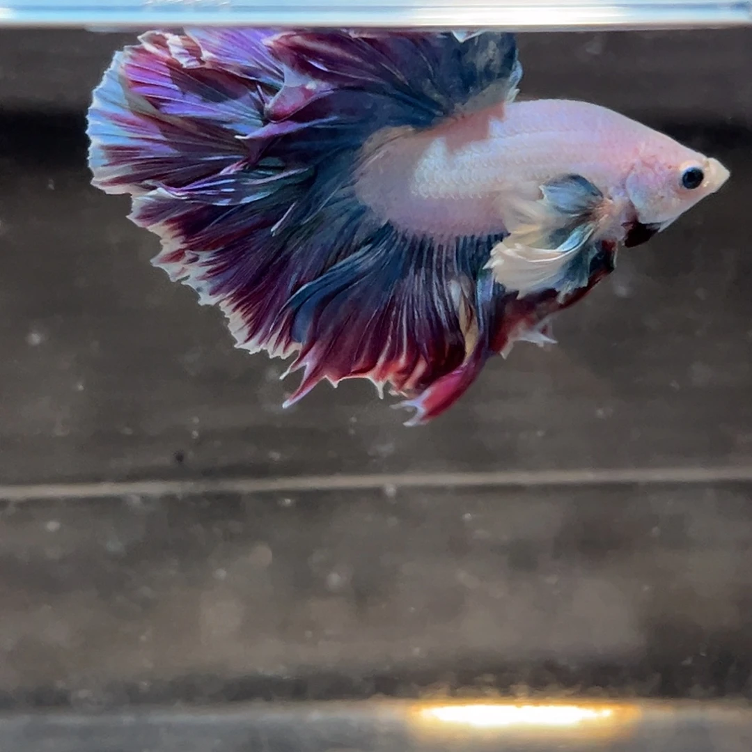 斗鱼71号特价活动鱼