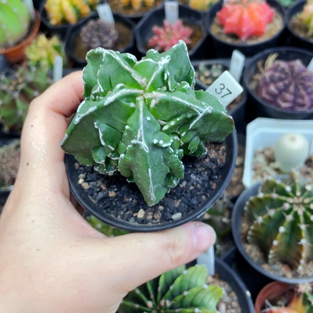 白边核桃盆5公分满25包邮裸根发货