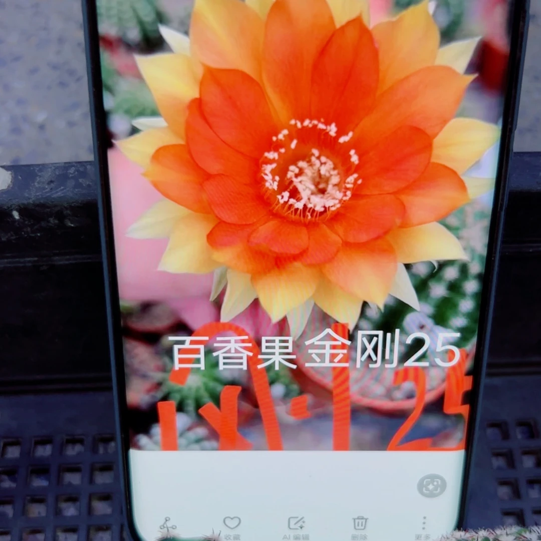 下52金刚25 歪无根侧芽4公分左右20包邮