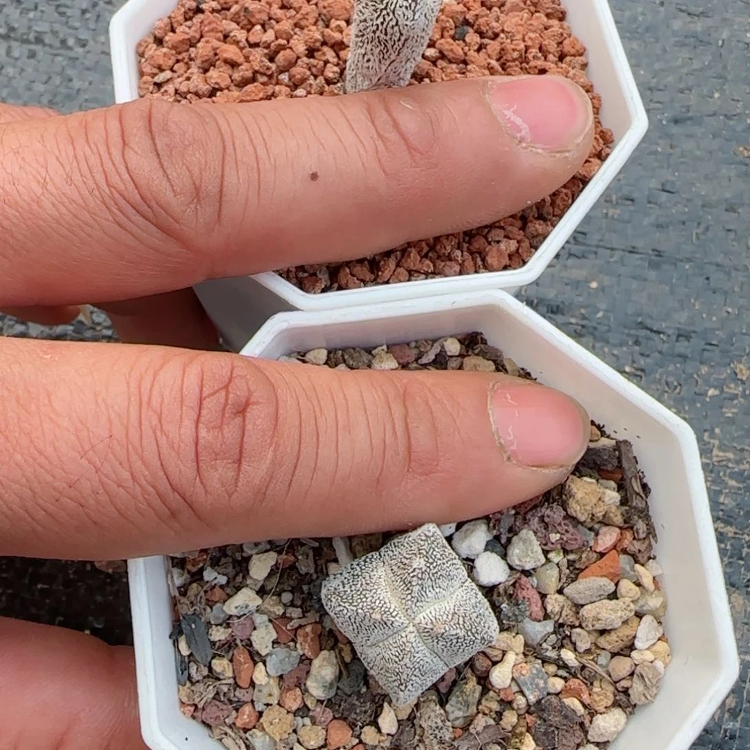 用****6实生恩冢两颗仙人球