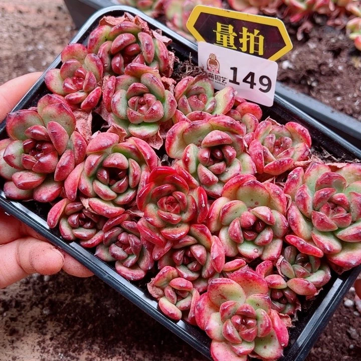 多肉植物多肉植物