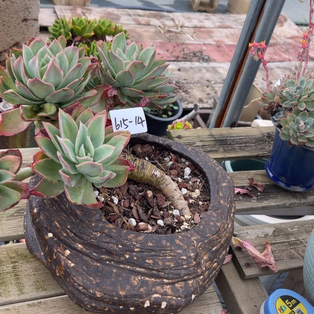 @**田多肉植物乔一615-14
