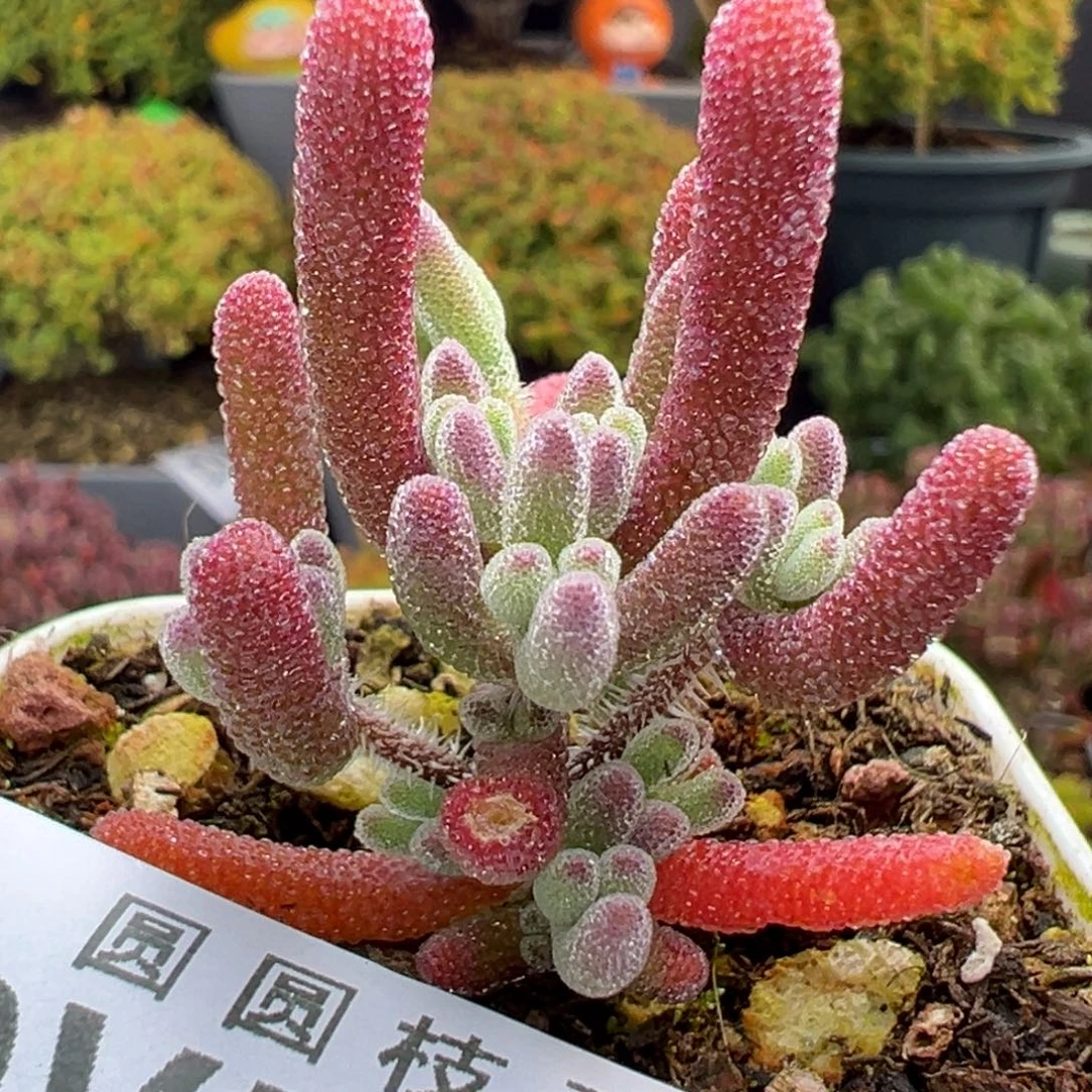 dy5816实生紫钻冠幅2.6cm