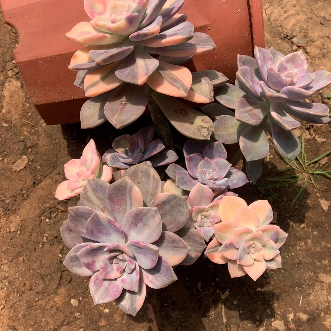 紫乐锦1573晓晓一物一拍冷链