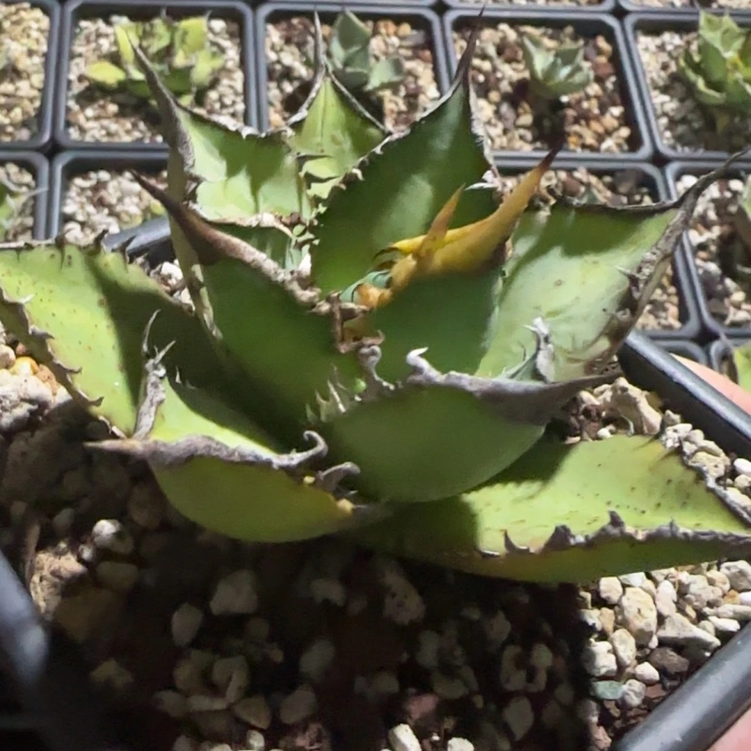 海王仁王冠龙舌兰