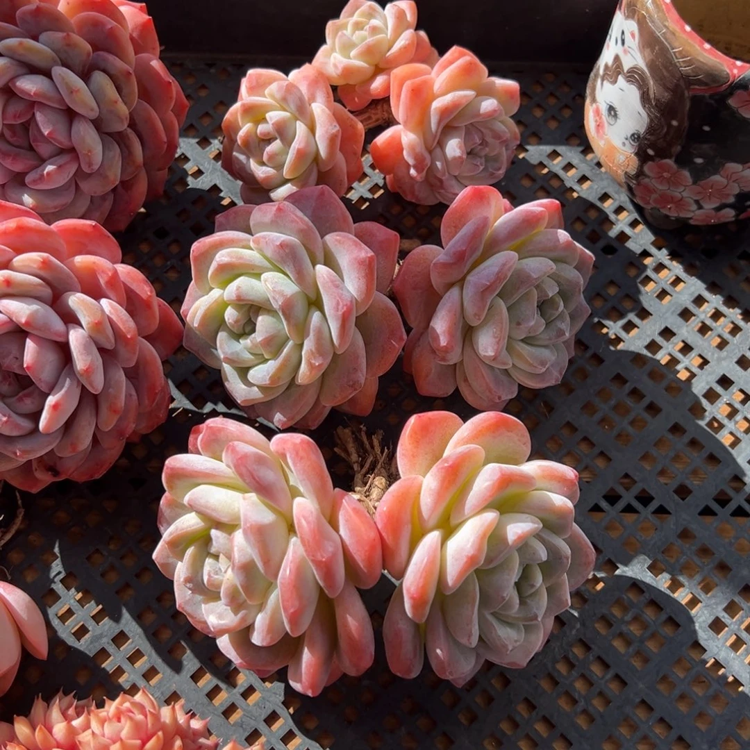 冰玉16666666666666